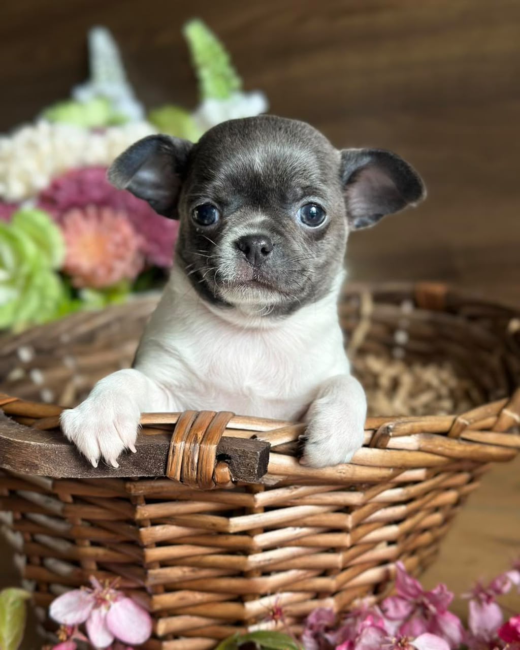 Chihuahua Puppy Jack 2