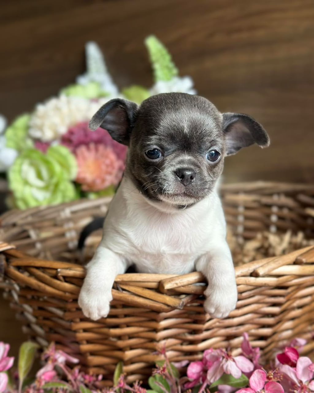 Chihuahua Puppy Jack 1