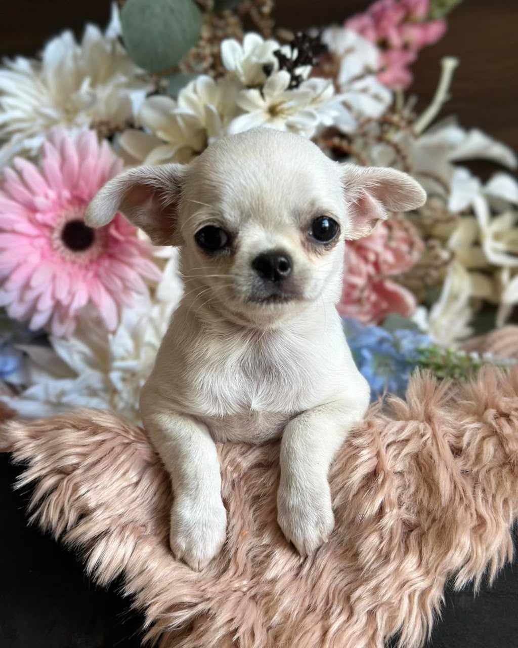 Chihuahua Puppy Micky 2