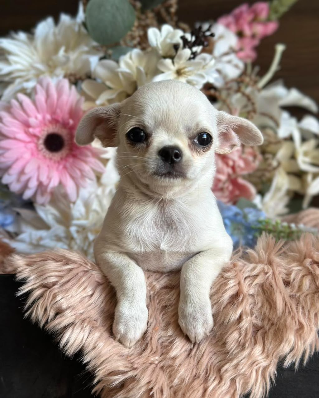 Chihuahua Puppy Micky 1