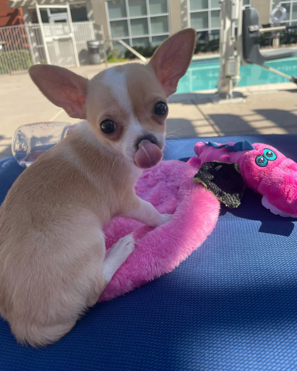 Chihuahua Puppy Luna 2