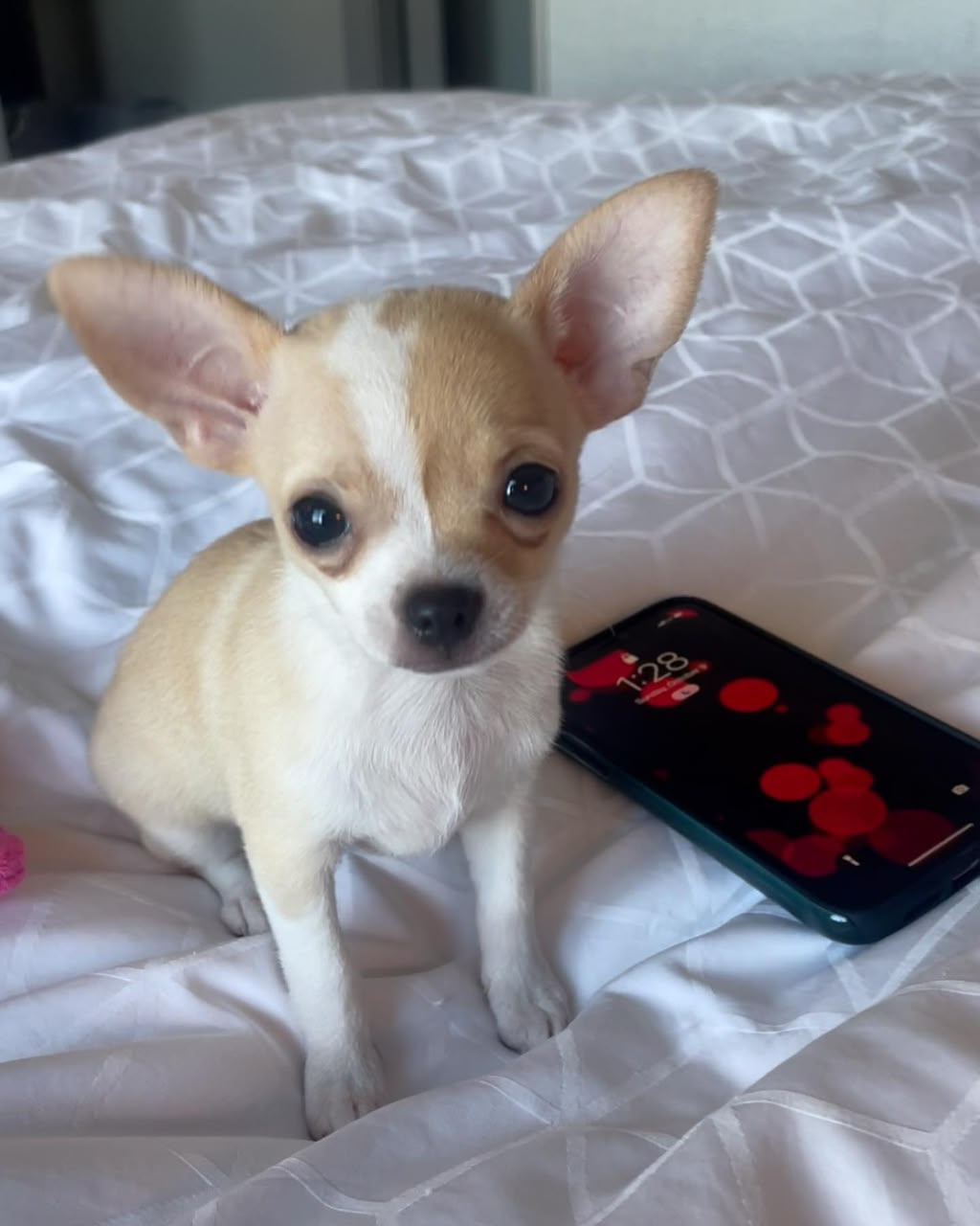 Chihuahua Puppy Luna 1