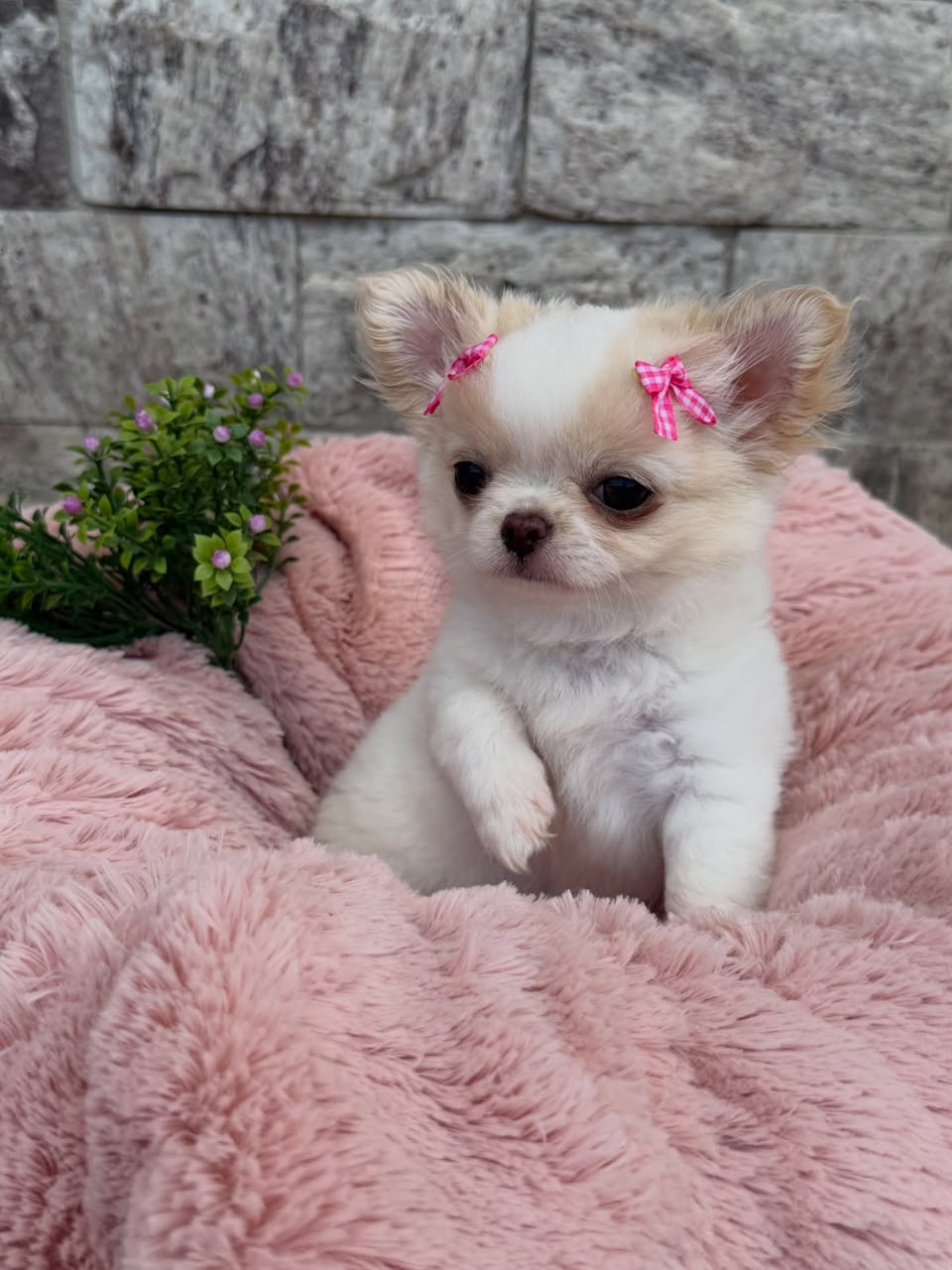 Chihuahua Puppy Lucy 2