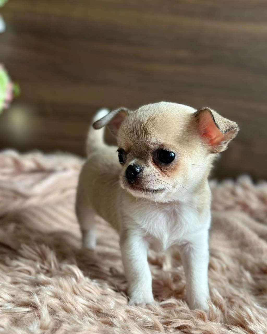 Chihuahua Puppy Stacy 1