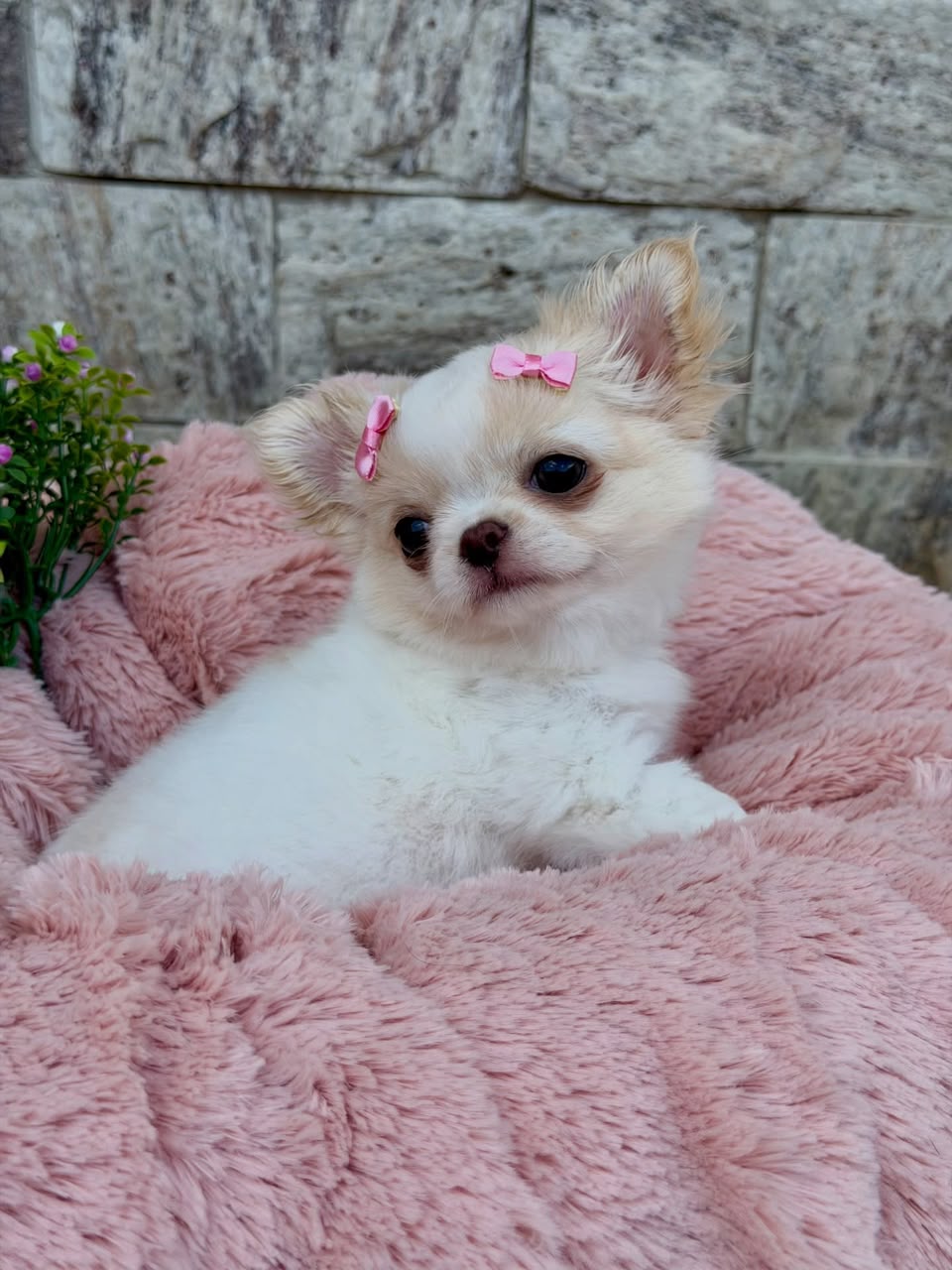 Chihuahua Puppy Lucy 1