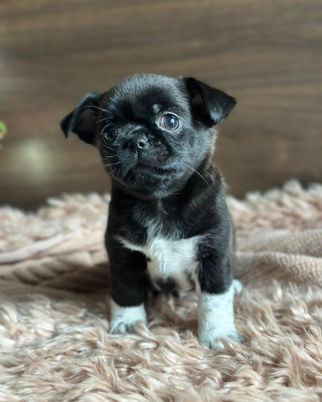 Chihuahua Puppy Milton 1