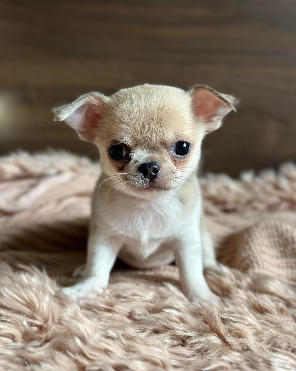 Chihuahua Puppy Stacy 2
