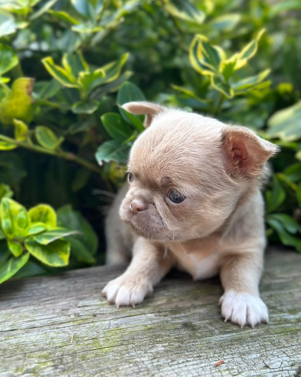 Chihuahua Puppy Mick 1