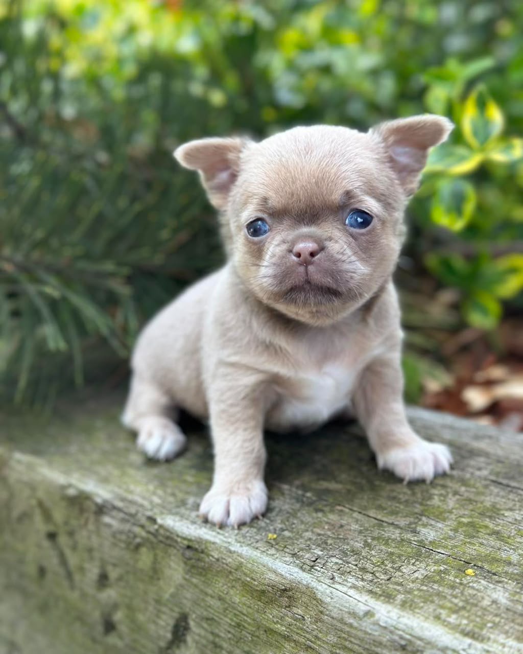 Chihuahua Puppy Mick 2