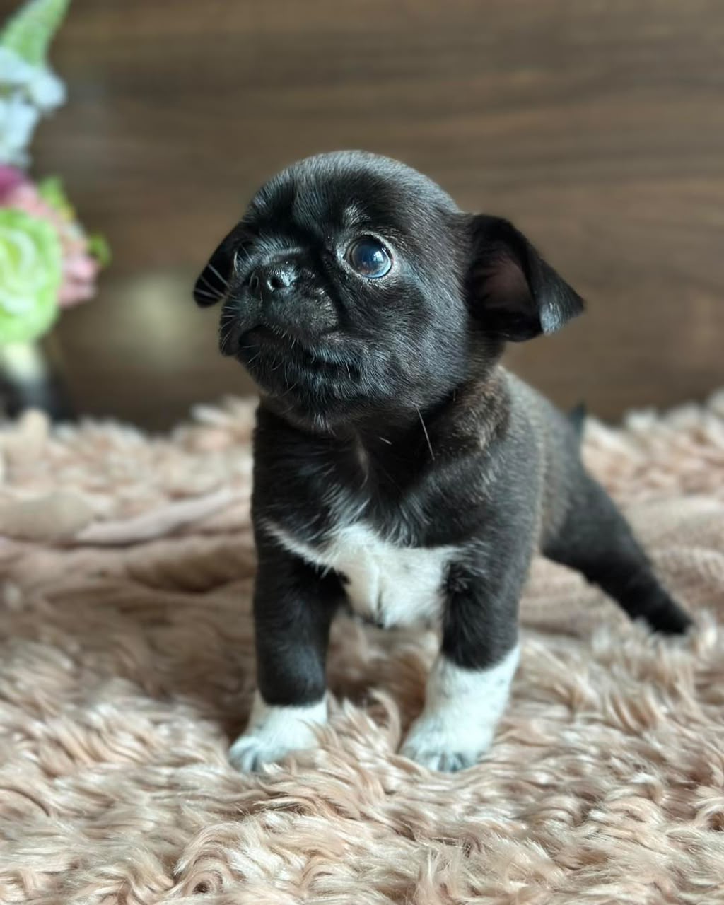 Chihuahua Puppy Milton 2