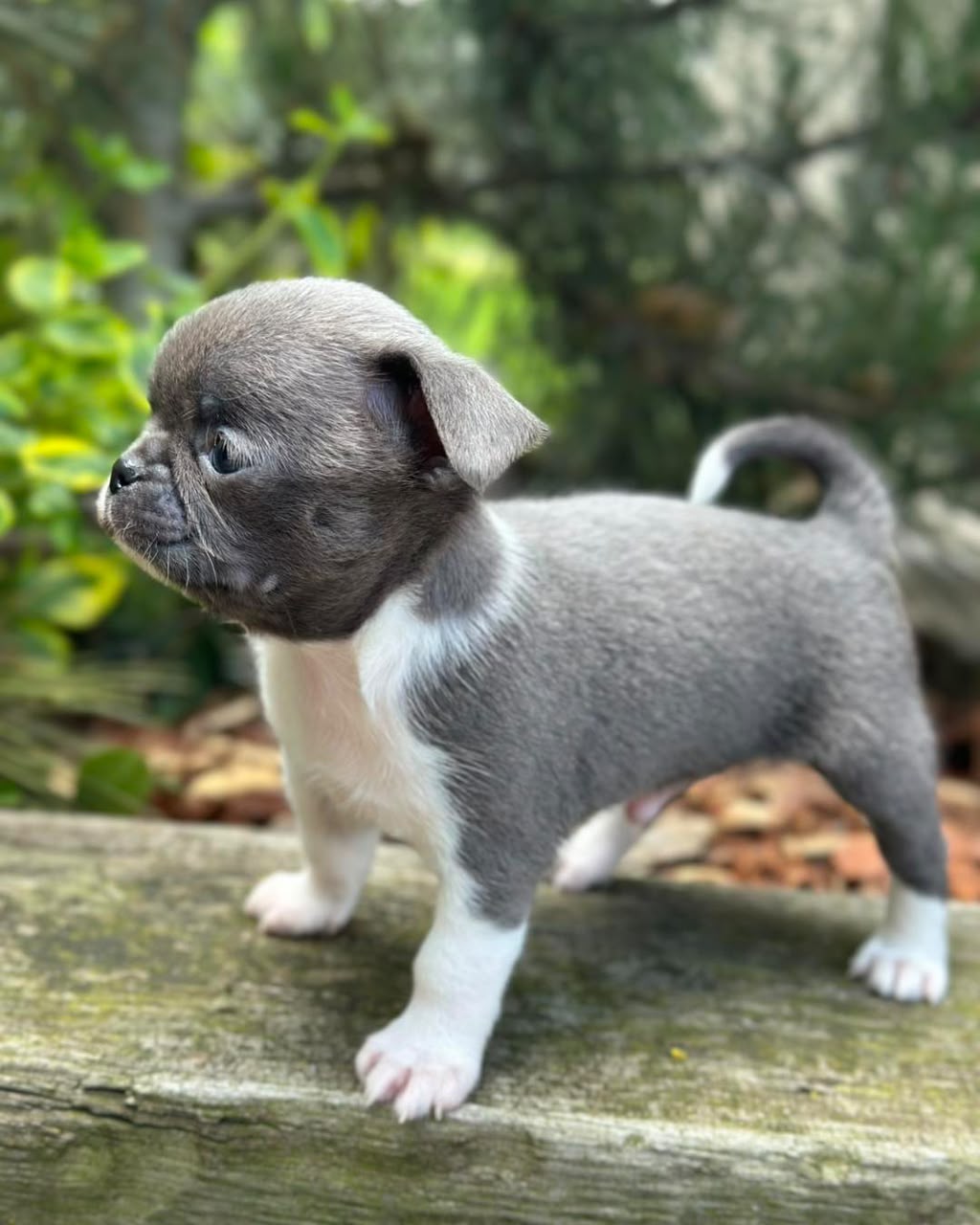 Chihuahua Puppy Bella 1