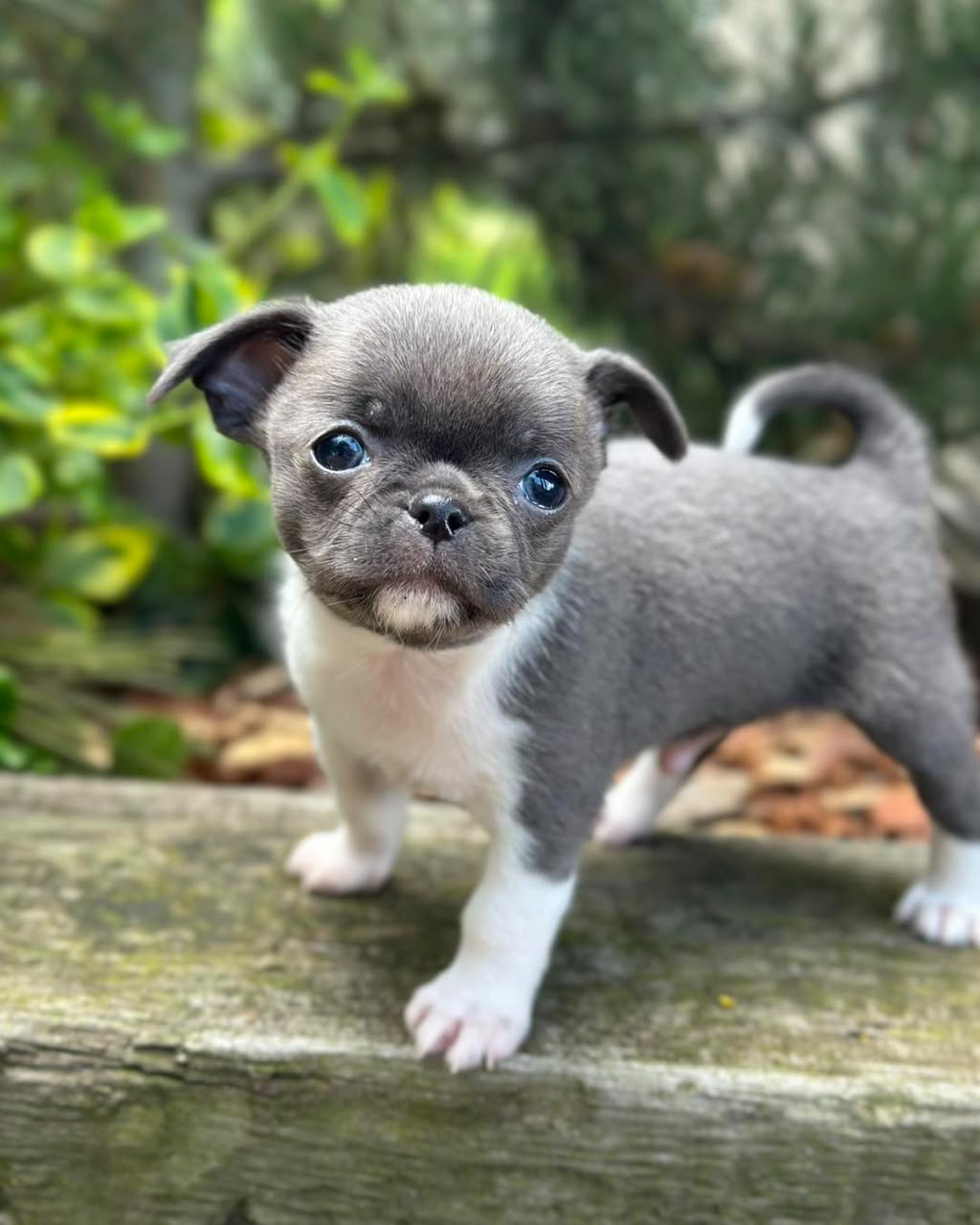 Chihuahua Puppy Bella 2