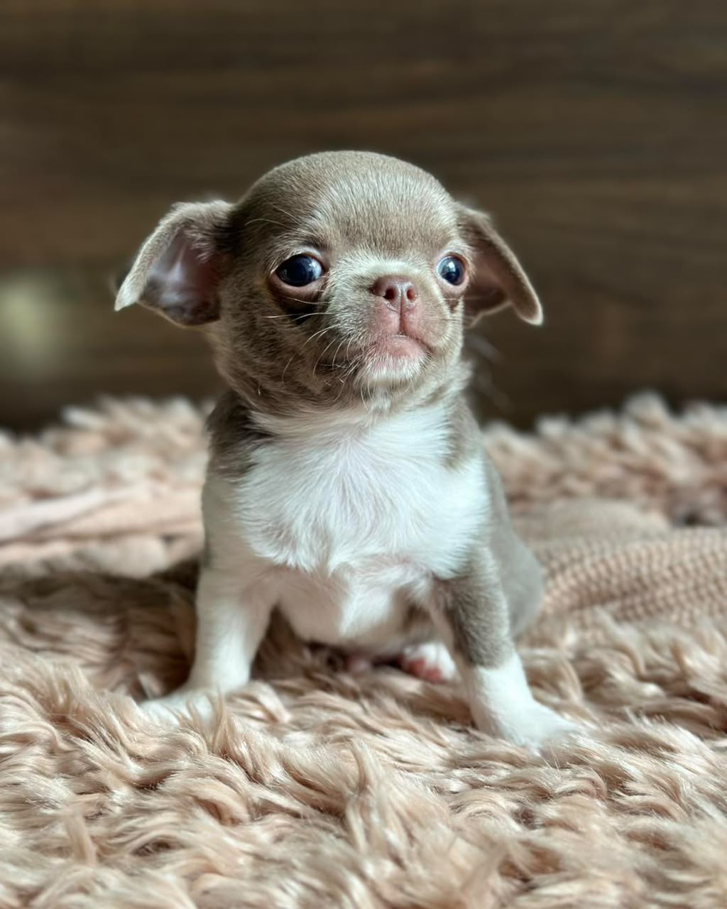 Chihuahua Puppy Allen 1