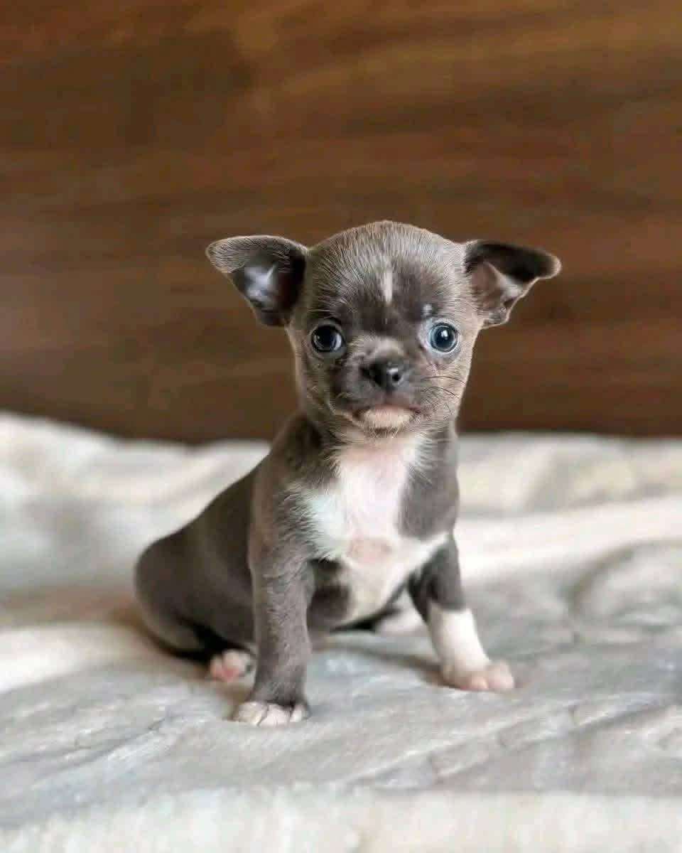 Chihuahua Puppy Cody 2