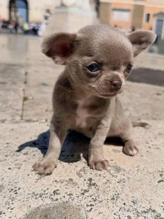 Chihuahua Puppy Cody 1